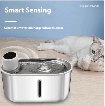 Wellness & Play for Cats